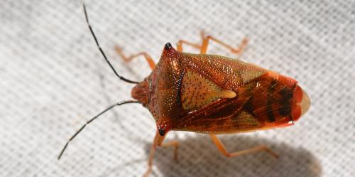 Acanthosoma haemorrhoidale